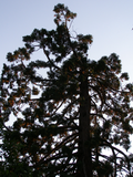 Sekvojovec mamutí - chránený strom